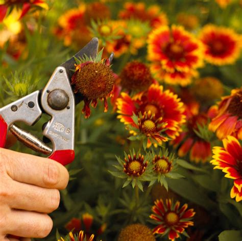 How To Deadhead Flowers For The Longest Blooming Plants