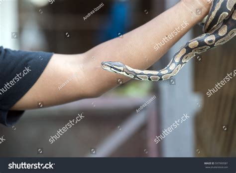 Python Snake Portrait While Coming Stock Photo (Edit Now) 597999581