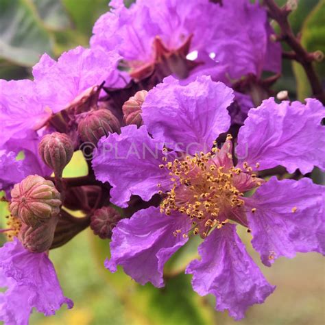 Buy Pride of India (Lagerstroemia Speciosa) plant online at plantsguru.com