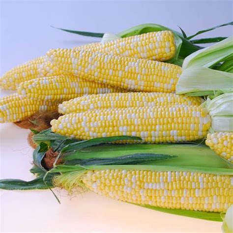 Quick Start Synergistic Cornhybridbicolor Stokes Seeds