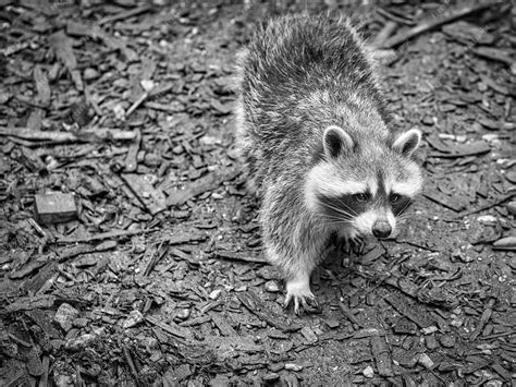 Premium Photo A Raccoon In A Black And White Photograph On The Ground