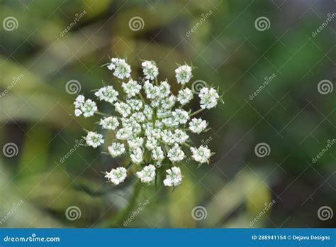 Flowering White Queen Annes Lace Flower Blossom Stock Photo Image Of