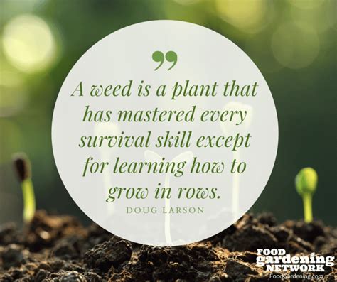 60 Inspirational Quotes About Gardening Food Gardening Network