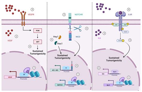 Ijms Free Full Text Regulation Of Cell Plasticity By Bromodomain