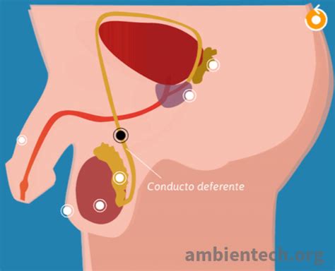 Qué son los conductos deferentes Glosario de ciencias Ambientech