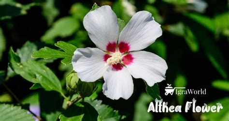 How to Grow and Care for Althea Flower in Your Garden?