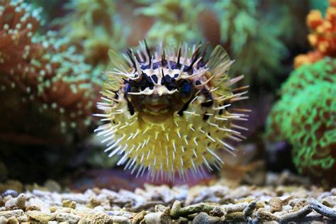 Close up of Spiky Fish · Free Stock Photo