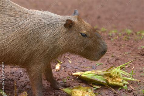 Fotka „capybara Hydrochoerus Hydrochaeris Is In Their Cage Ze Služby