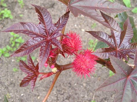 Клещевина обыкновенная (Ricinus communis L.)