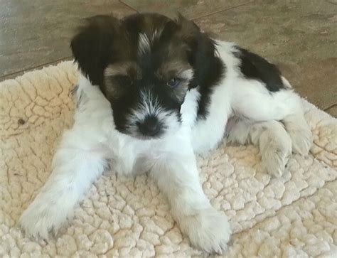 6 Week Old Tibetan Terrier Puppy