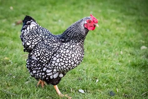 Gallina Ponedora De Huevo Adulto Vista En Buen Estado De Salud Sobre La