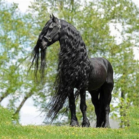 Blue Friesian horses are incredibly majestic | Friesian horse, Horses, Most beautiful horses