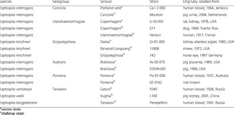 Leptospira strains used for vaccine / challenge | Download Table