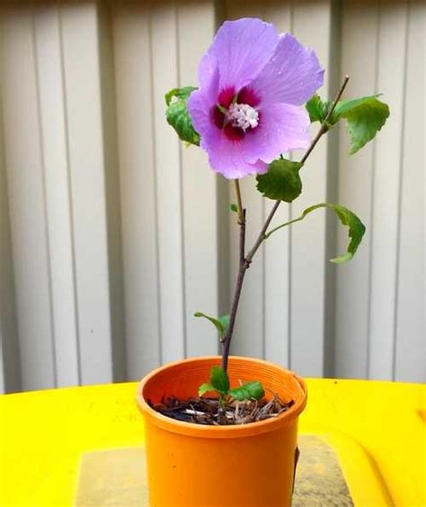 Hibiscus propagation propagating hibiscus in water and soil – Artofit