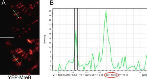 Measurement Of The Thickness Of Yfp Mreb Filaments In Exponentially