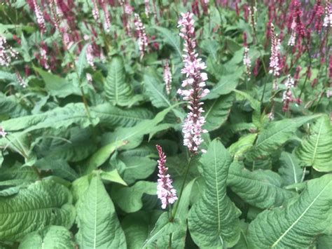 Persicaria Amplexicaulis Rosea Online Flower Garden