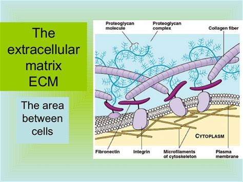 Ap Bio Ch 7 Part 2 The Extracellular Matrix