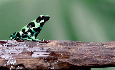 Poison Dart Frog Map