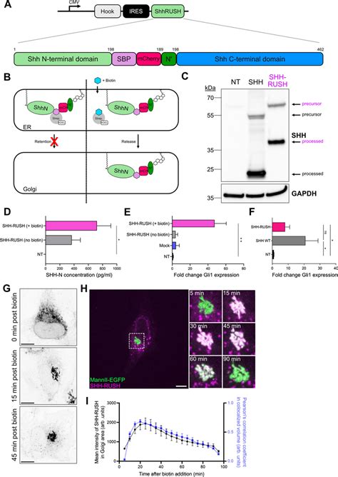 Characterisation Of Shh Rush System A Schematic Illustrating The