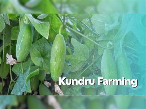 Business Idea Low Investment Business Know How To Do Kundru Farming And