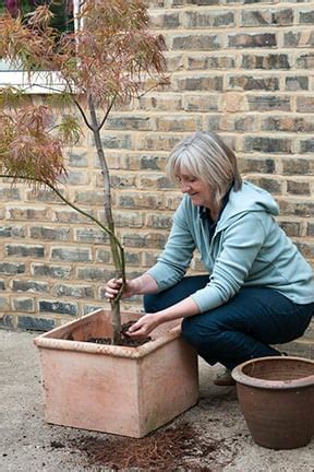 Best Trees To Grow In Pots Bbc Gardeners World Magazine Atelier Yuwa