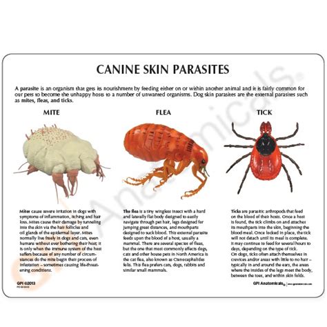 Dog Fleas And Mites - Pest Phobia