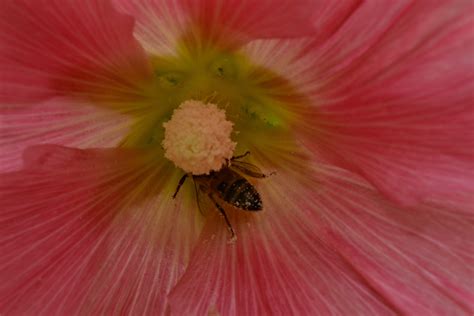 Free picture: bee, nectar, pistil, pollination, plant, flower, shrub ...