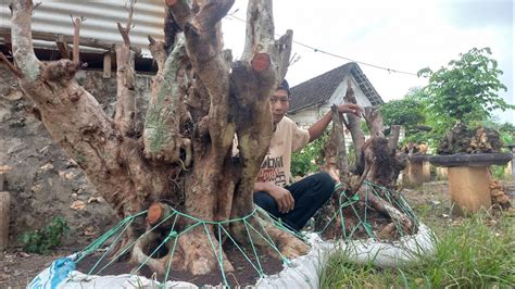 Cek Harga Bonsai Dongkel Sendiri 0852 3238 7806 Bersama Bpk Gilang