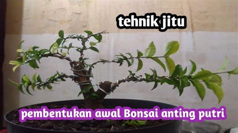 Pembentukan Awal Bonsai Anting Putri Supaya Lebih Berkarakter YouTube