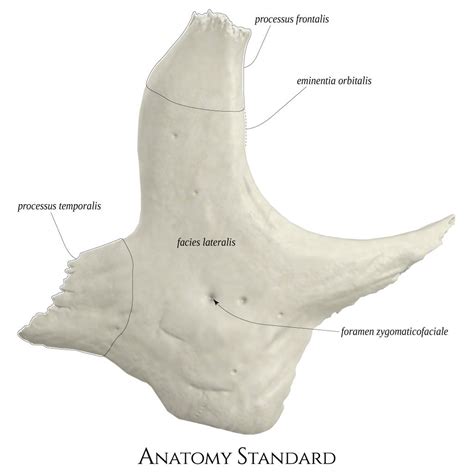 Zygomatic Bone Lateral View