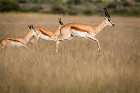 Top 10 Savanna Animals - Animals Around The Globe