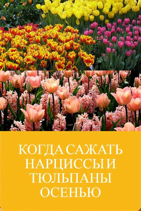 Когда сажать нарциссы и тюльпаны осенью | Нарциссы, Растения ...