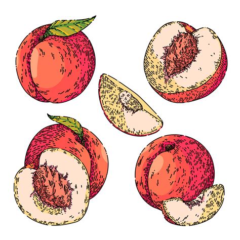 peach fruit set sketch hand drawn vector 17417951 Vector Art at Vecteezy