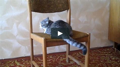 Кот на стуле - картинки и фото koshka.top