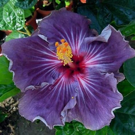 Seeds And Seed Bombs Outdoor And Gardening 20 Double Pink Yellow Hibiscus Seeds Hardy Flower Garden