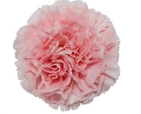 Light Pink Carnation Betsy | Upstate Flower Market