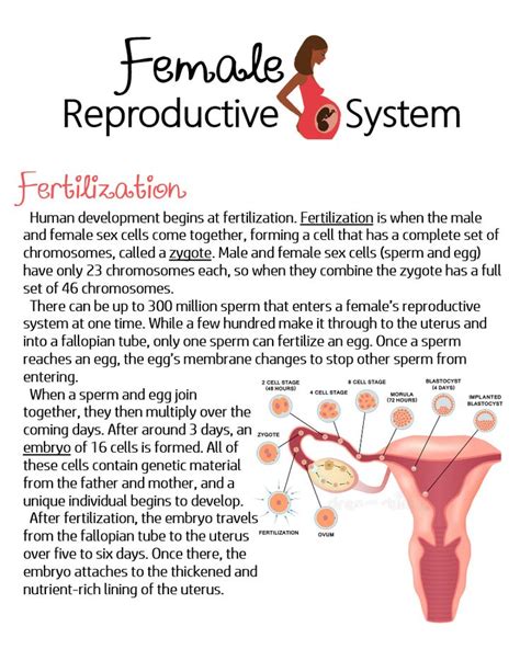 Female Reproductive System Fertilization ~ Anchor Chart Jungle Academy Basic Anatomy And