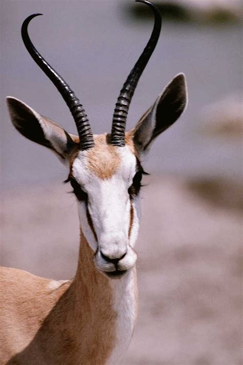 Welcome To Fun2shh World: Latest Antelope Animal Wallpapers Download ...
