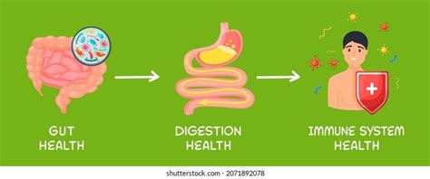 Gut Digestion Immune System Health Landscape Stock Vector Royalty Free