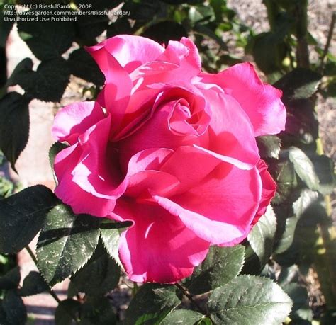 Plantfiles Pictures Hybrid Tea Florists Rose Hot Princess Rosa