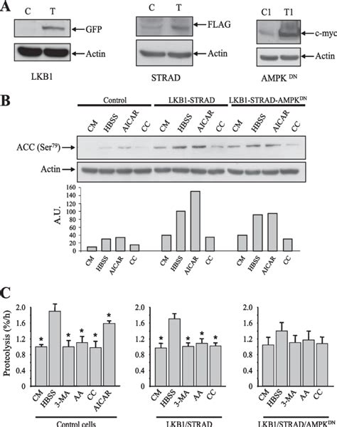 Effect Of Compound C And AMPK DN On Autophagic Proteolysis In HeLa