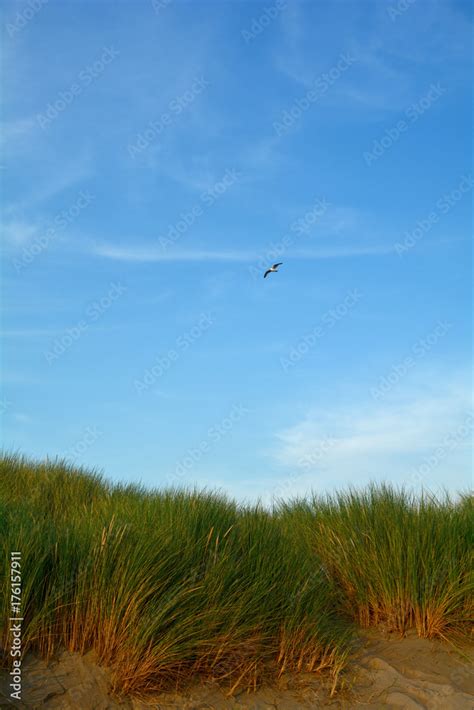 Möwe fliegt über Strandhafer in den Dünen der Nordseeküste Stock Photo