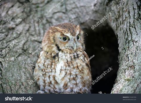 Red Phase Eastern Screech Owl Stock Photo 31242103 Shutterstock