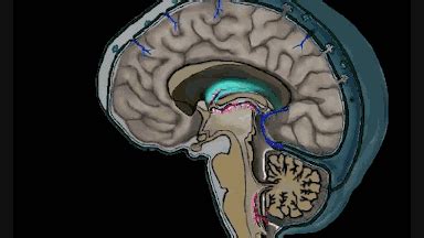 脑脊液在脑室中的流动像河一样 微医挂号网