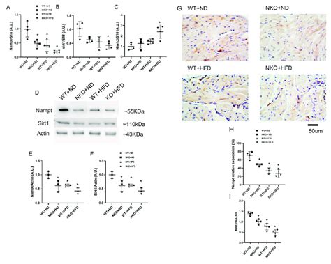 Gene And Protein Expressions Of Nampt And Sirt In The Atrial Tissues