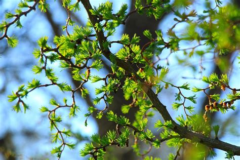 green twigs tree  photo  pixabay