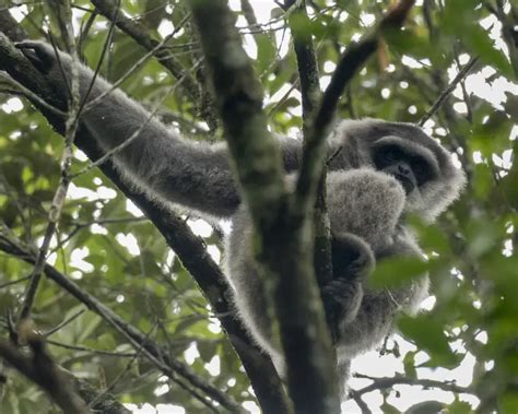 Silvery Gibbon - Facts, Diet, Habitat & Pictures on Animalia.bio