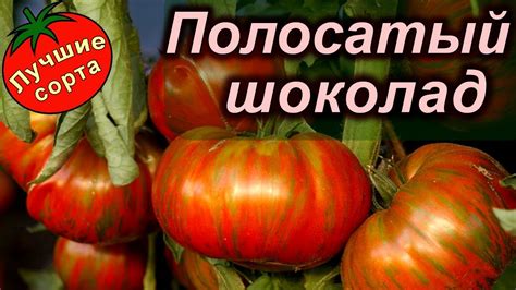 Томат Полосатый шоколад (лучшие сорта томатов) - YouTube