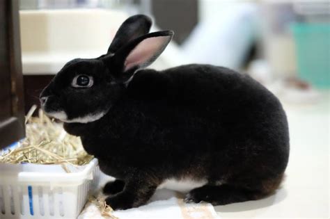 Black Otter Rex Rabbit: Info, Care, Diet, Pictures & More | Hepper