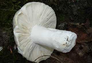 Russule Verdoyante Russula Virescens